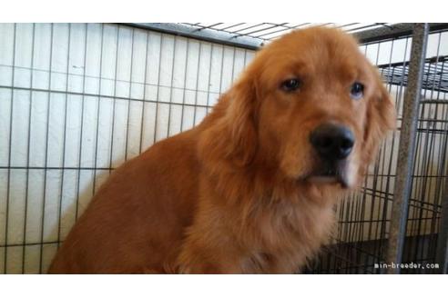 販売中のゴールデンレトリーバーの親犬